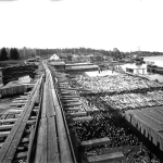 Svartvitt fotografi som visar vy med packade trädstammar i vattnet.