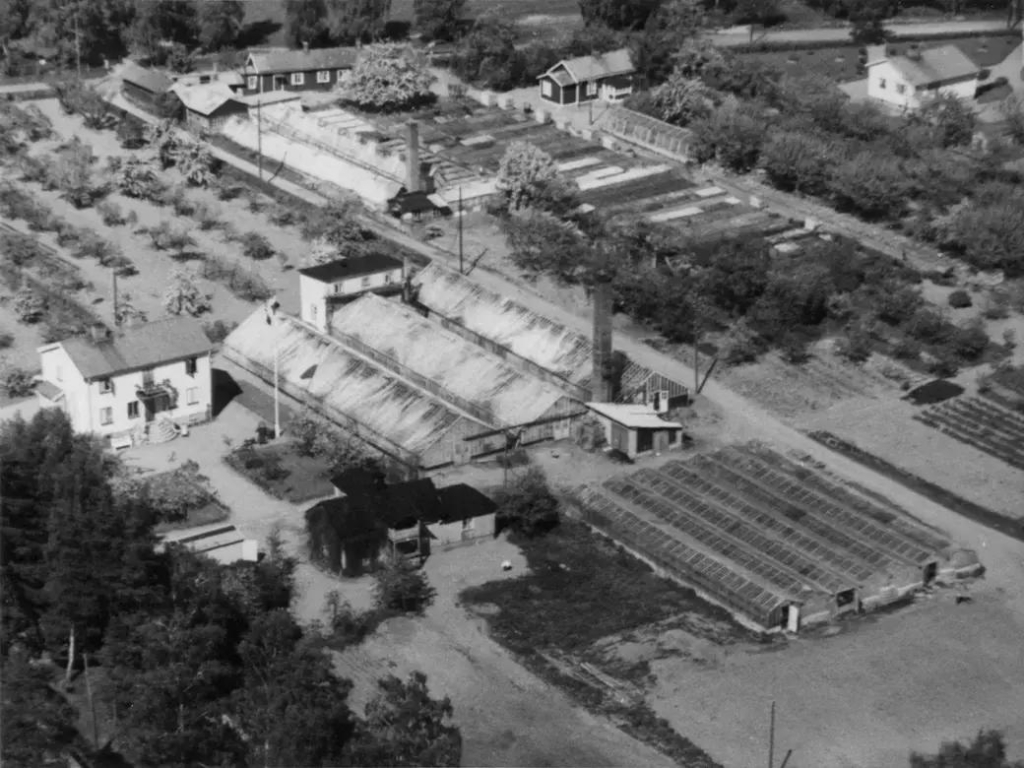 Ett svartvitt flygfoto av några hus, flera växthus och planteringar i rader.