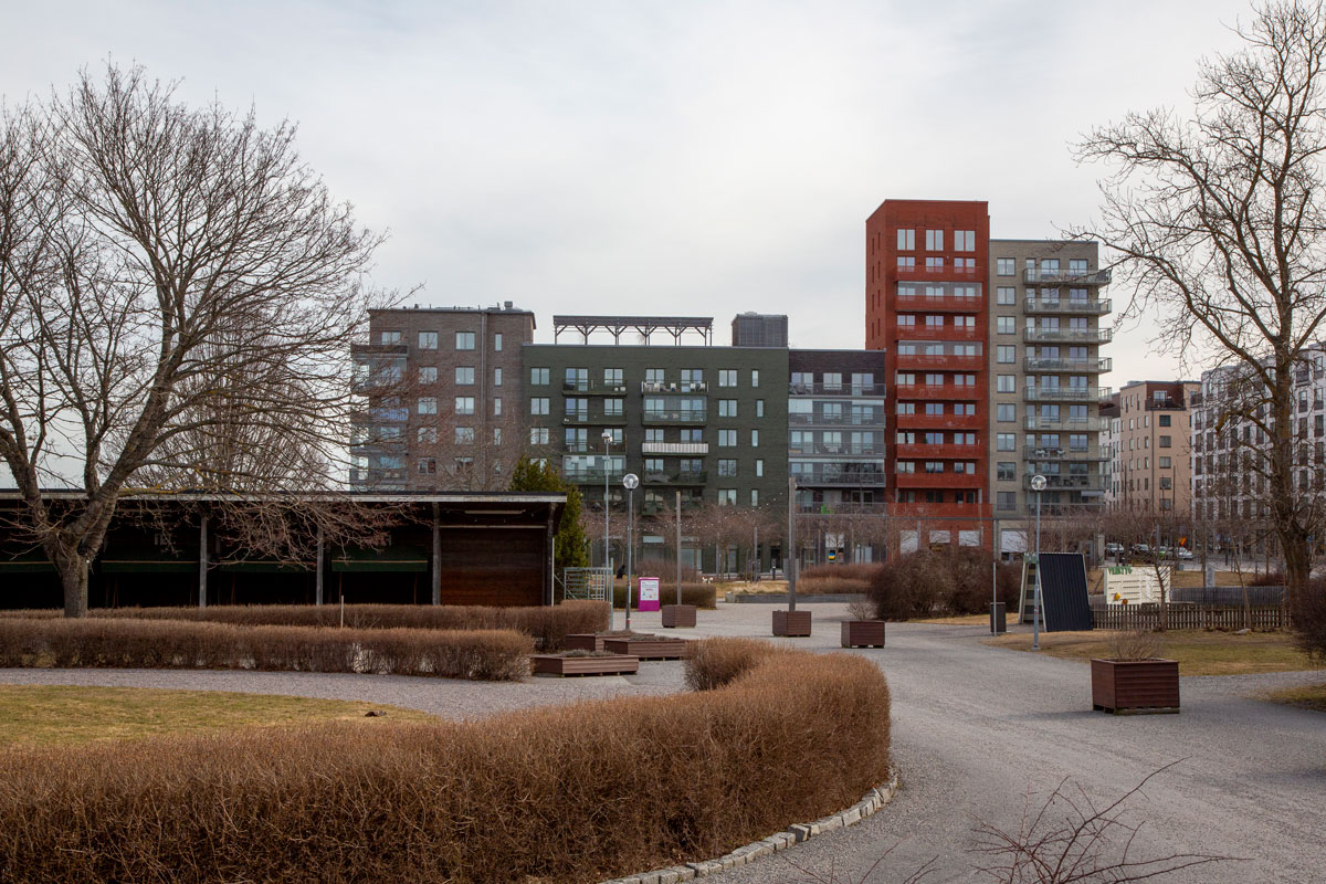 Foto. Rundade rader av buskar med lägenhetshus i bakgrunen.