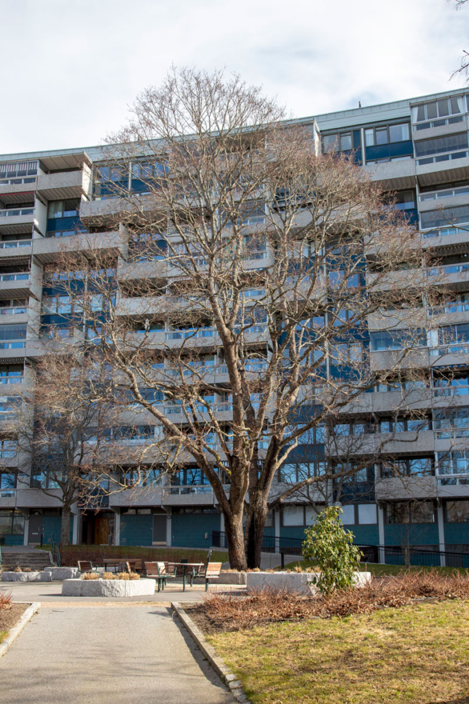Fotografi. Höghusmed stort träd framför fasaden.